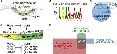 Dose-Dependent Effects of GLD-2 and GLD-1 on Germline Differentiation and Dedifferentiation in the Absence of PUF-8